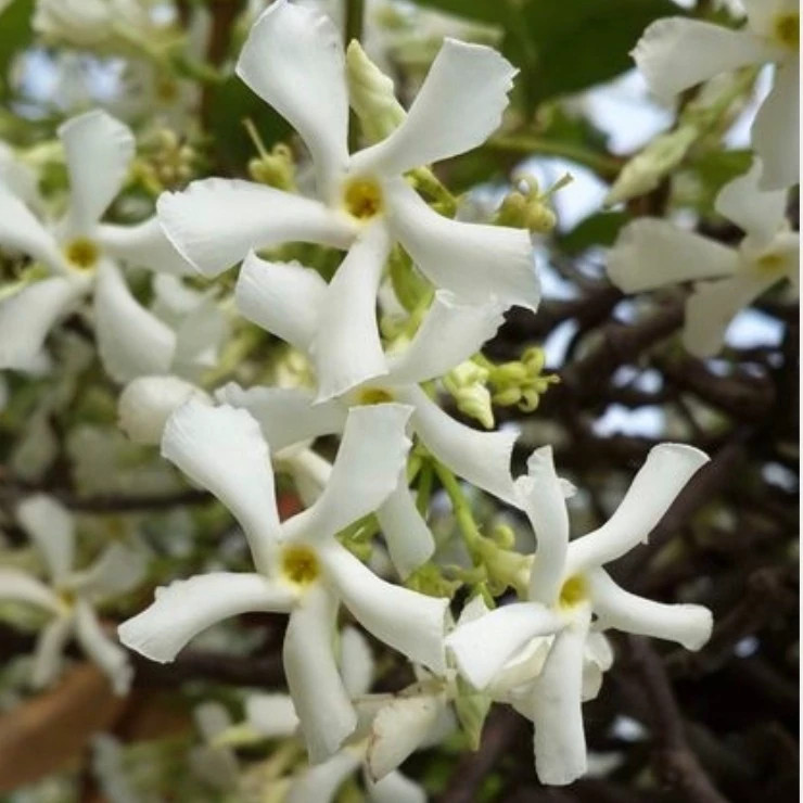یاسمن ستاره ای، یاس جاسمین، یاس فرانسوی، پاریس