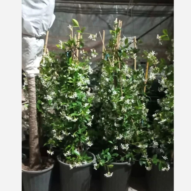 یاسمن ستاره ای، یاس جاسمین، یاس فرانسوی، پاریس
