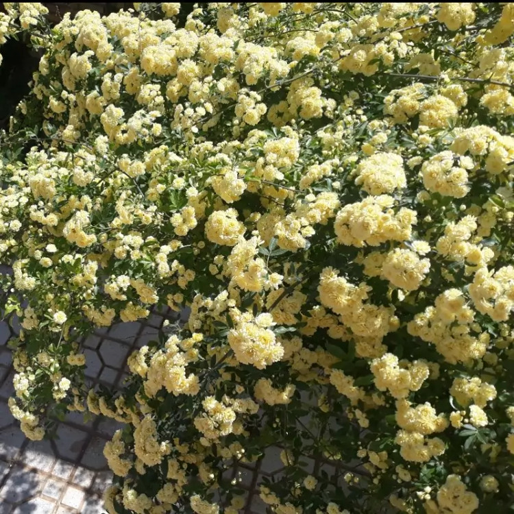 رز رونده آبشار طلا