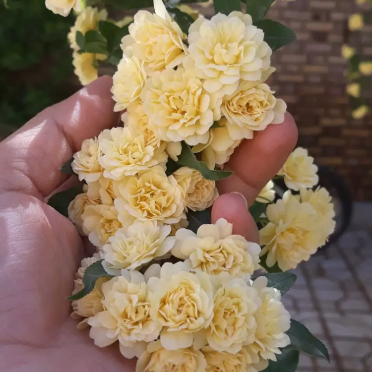 رز رونده آبشار طلا