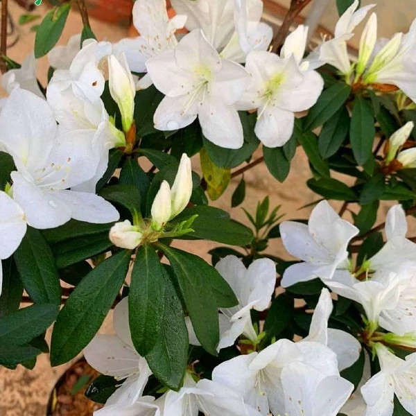 نهال آزالیا سفید
