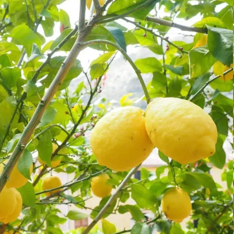 نهال لیمو شیرین