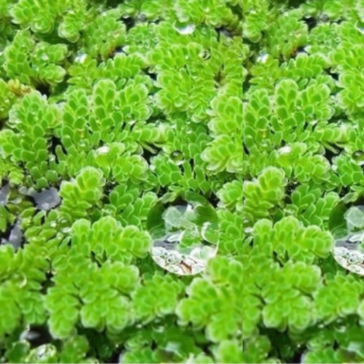 گیاه آبزی آزولا