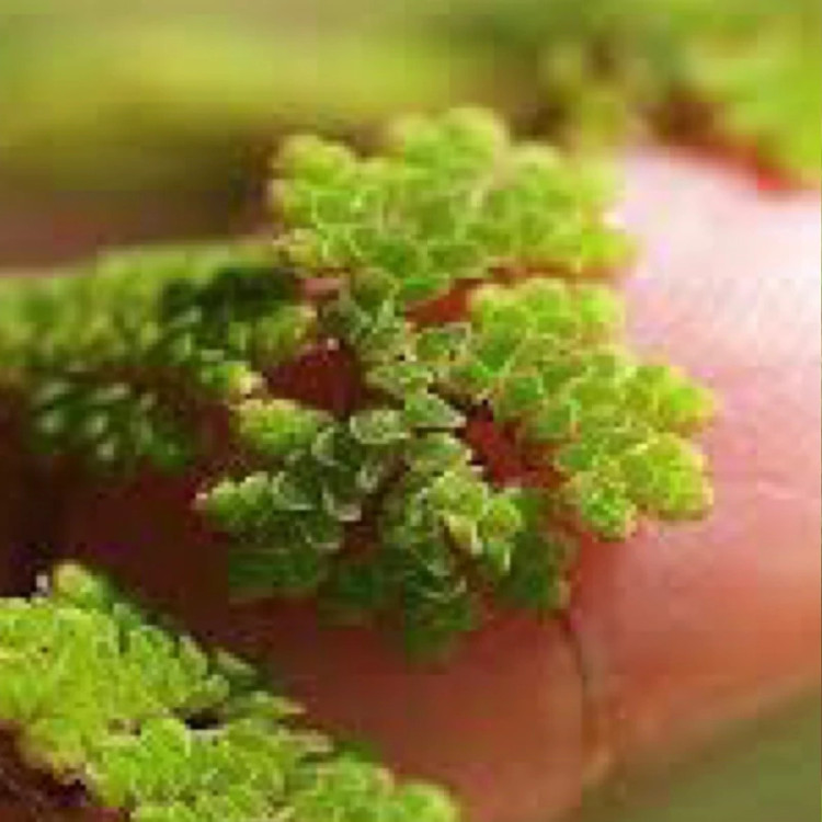 گیاه آبزی آزولا