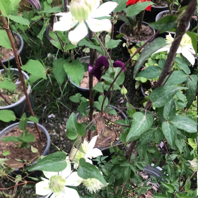 بوته گل کلماتیس