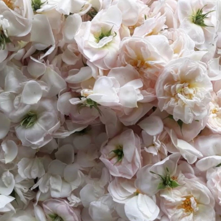 نهال رز محمدی سفید مربایی