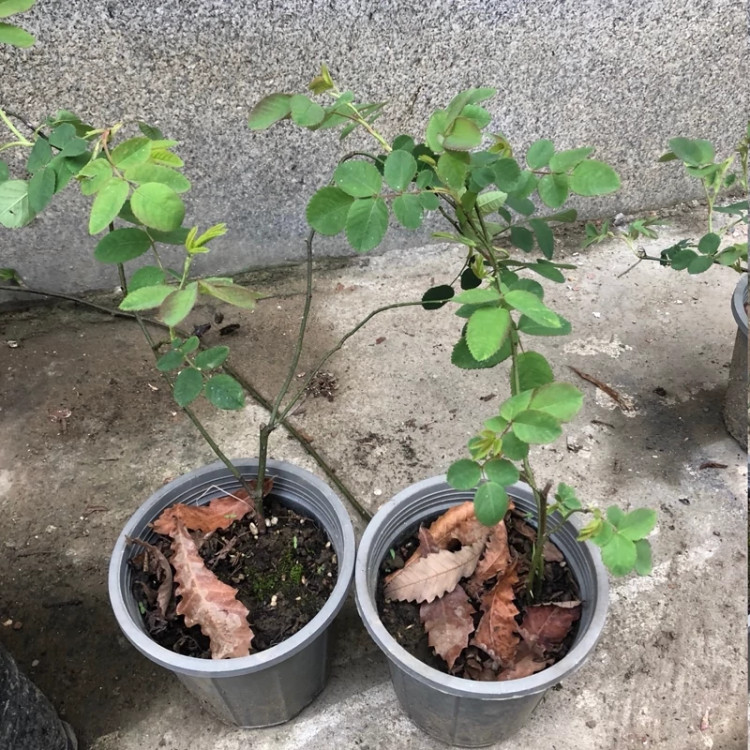 نهال رز محمدی سفید مربایی