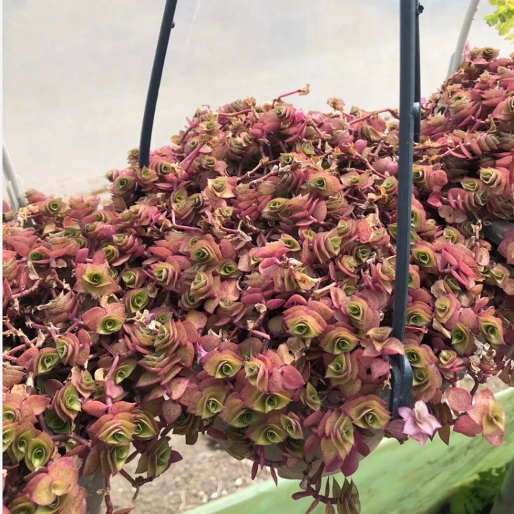 بوته گل گالیسیا