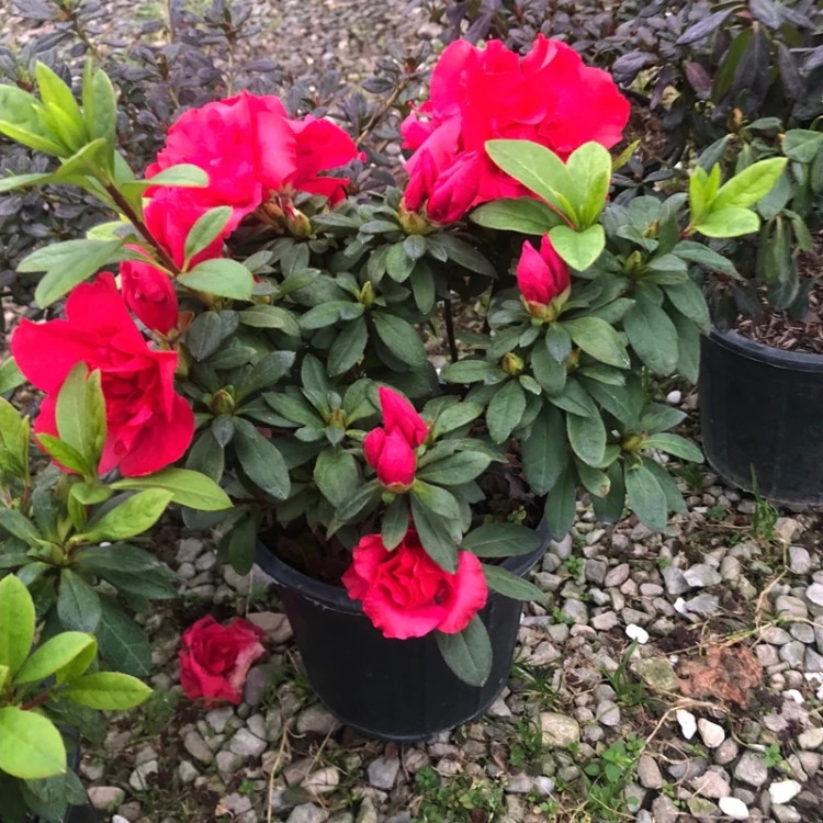 نهال آزالیا قرمز