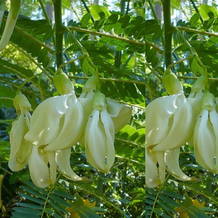 نهال آقاقیا