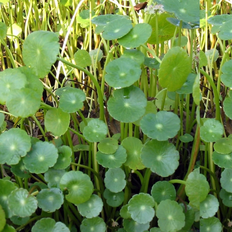 گل آبزی هیدروکوتیا
