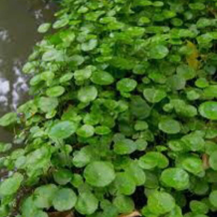 گل آبزی هیدروکوتیا