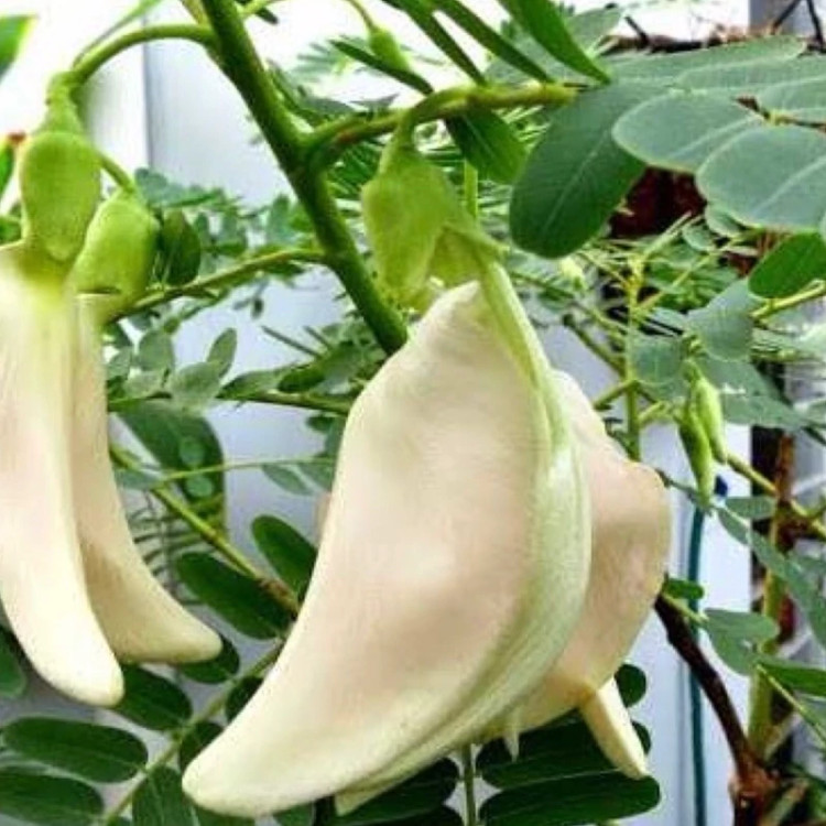 نهال آقاقیا