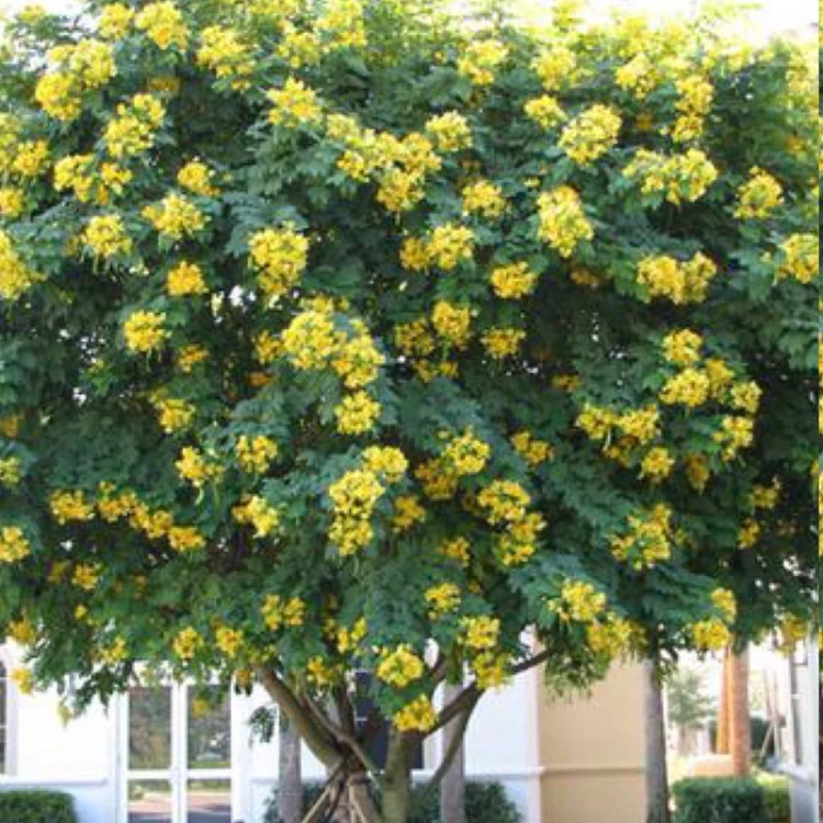 نهال یاس پاییزه