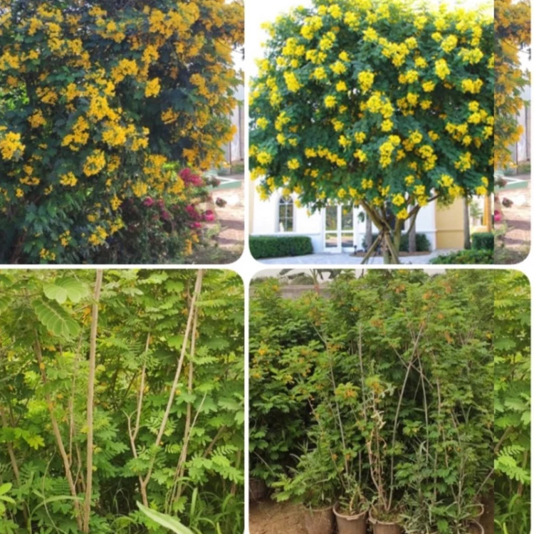 نهال یاس پاییزه