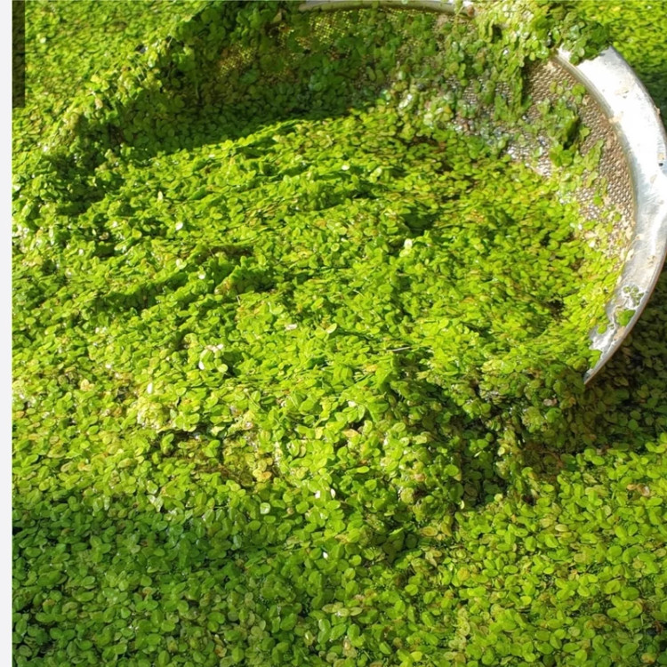 گیاهچه آبی عدسک