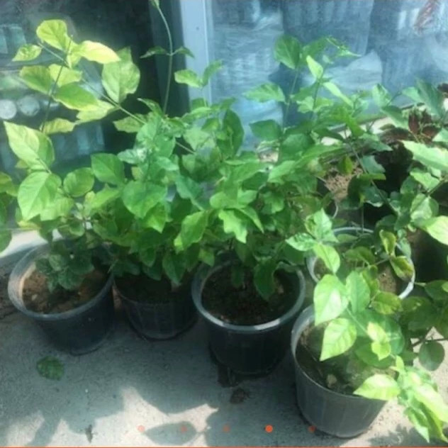 نهال یاس ستاره ای