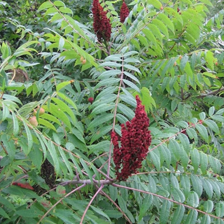 نهال سماق کوهی