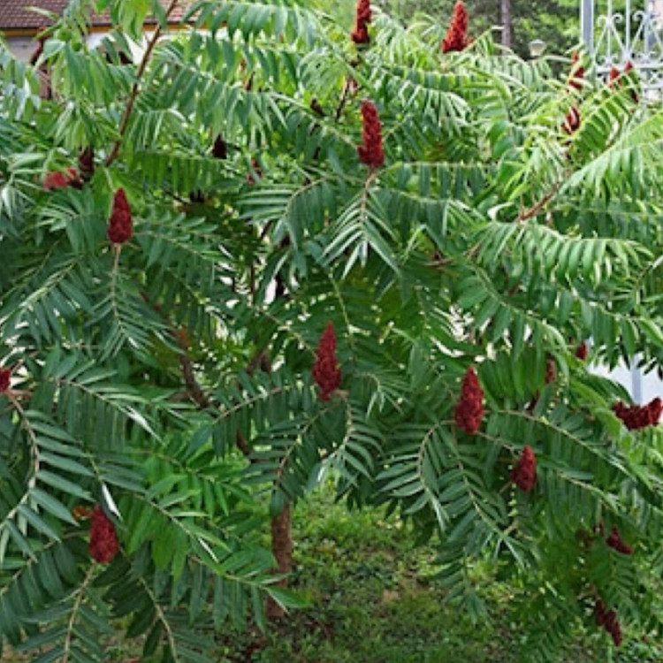 نهال سماق کوهی