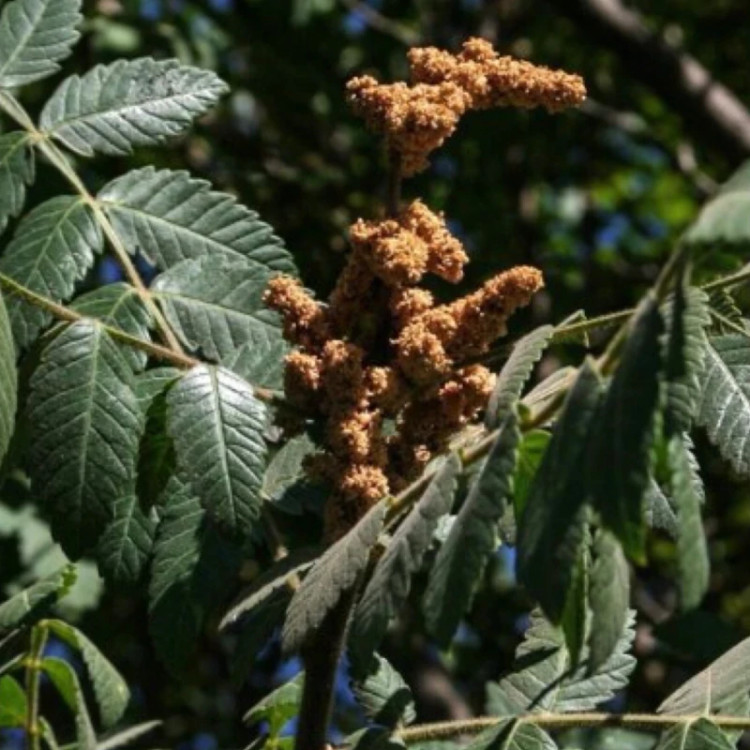 نهال سماق کوهی