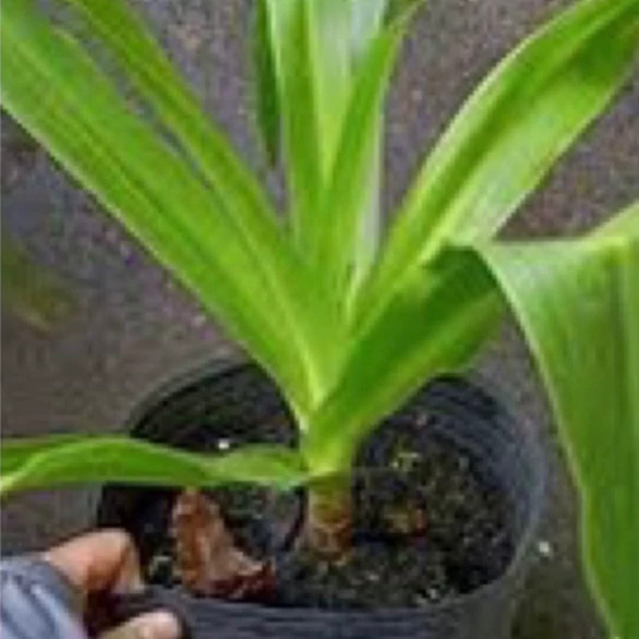 نهال سوسن کرینیوم