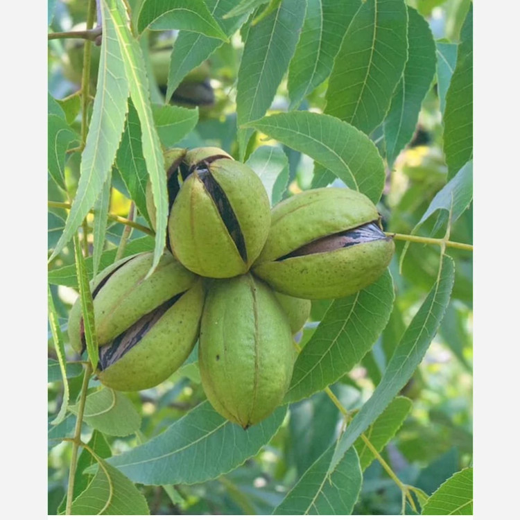 نهال گردو پیکان پیوندی