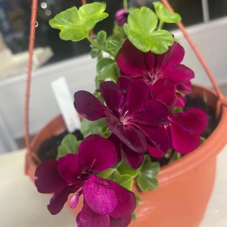 نهال شمعدانی رونده