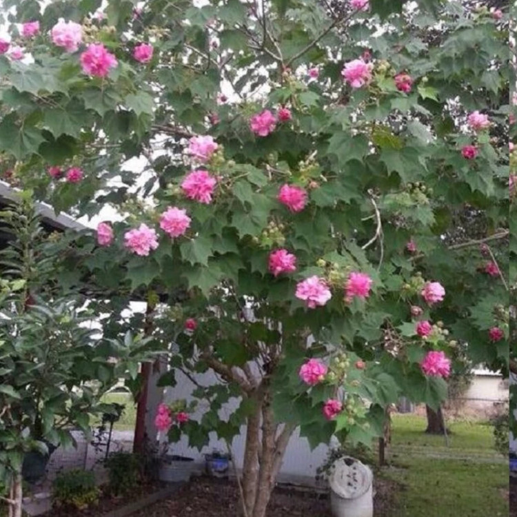 نهال ختمی کانادایی