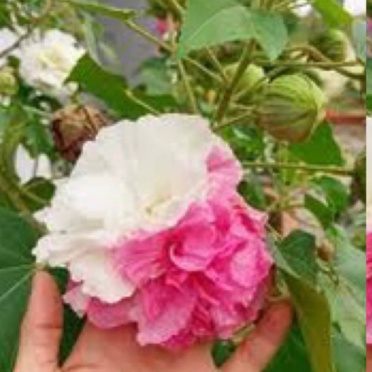 نهال ختمی کانادایی