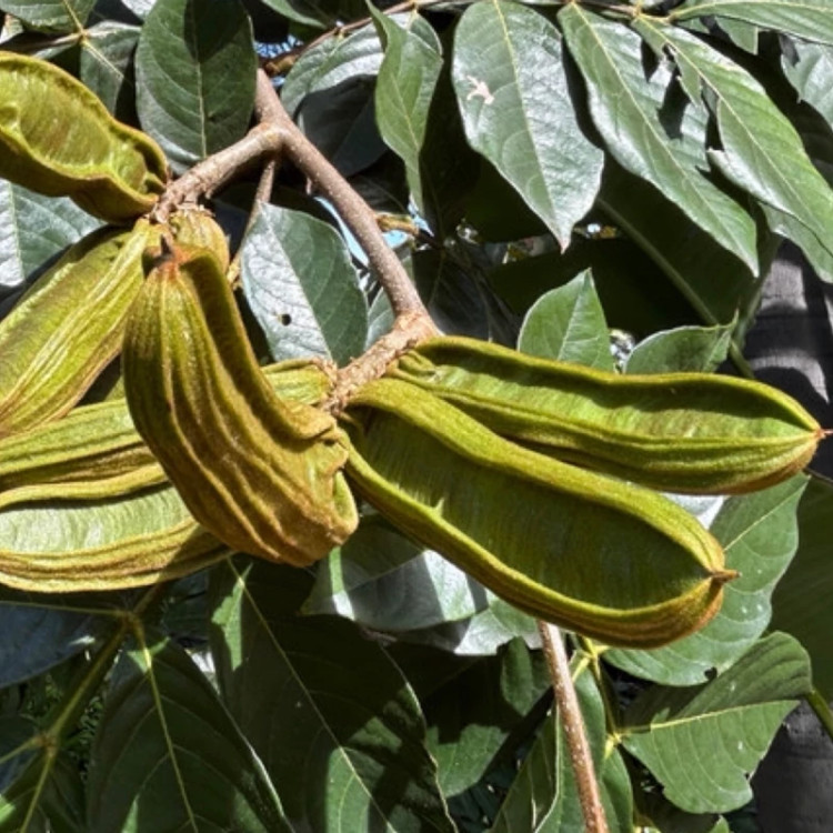 نهال لوبیا بستنی