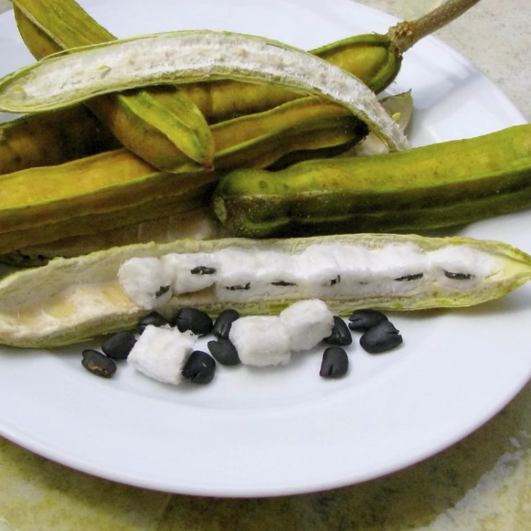 نهال لوبیا بستنی