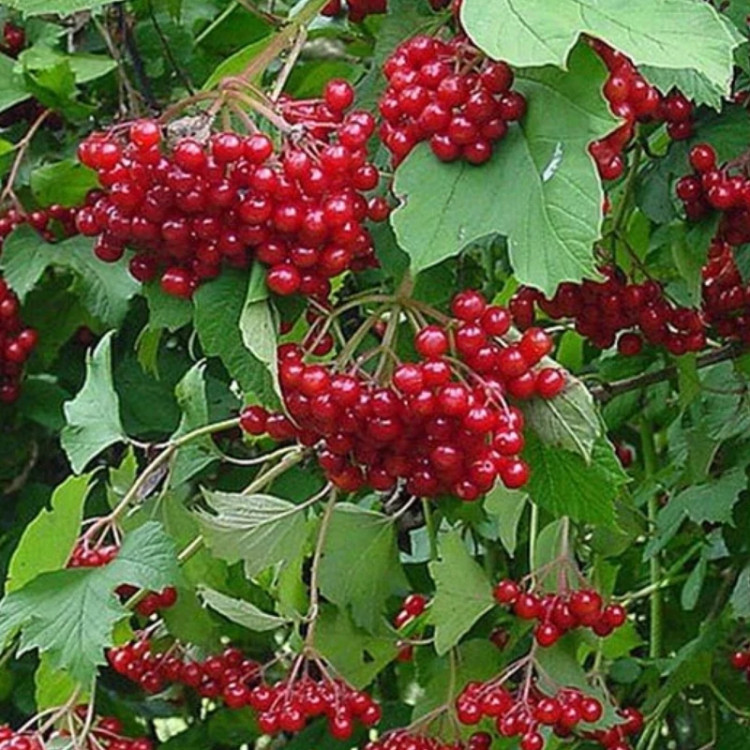 نهال گلدر بری