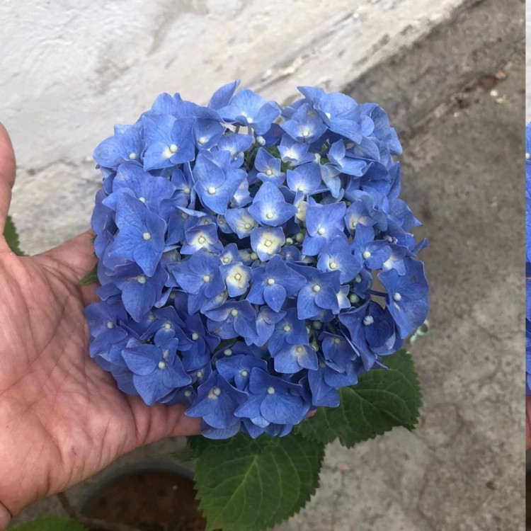 نهال ادریسی آبی