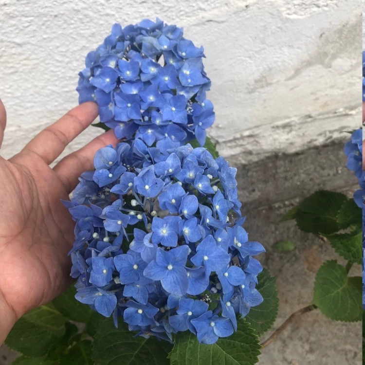نهال ادریسی آبی