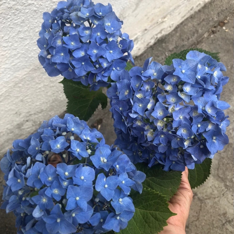 نهال ادریسی آبی