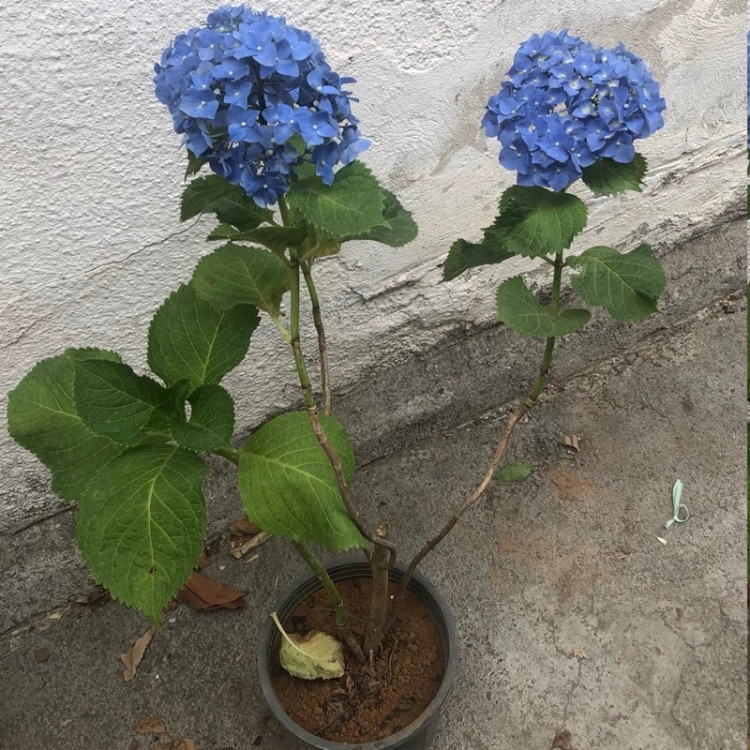 نهال ادریسی آبی