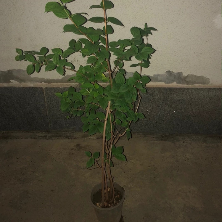نهال یاس درختی