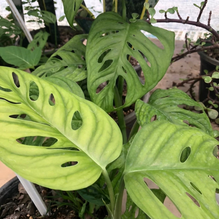 بوته پیتوس پنجره ای