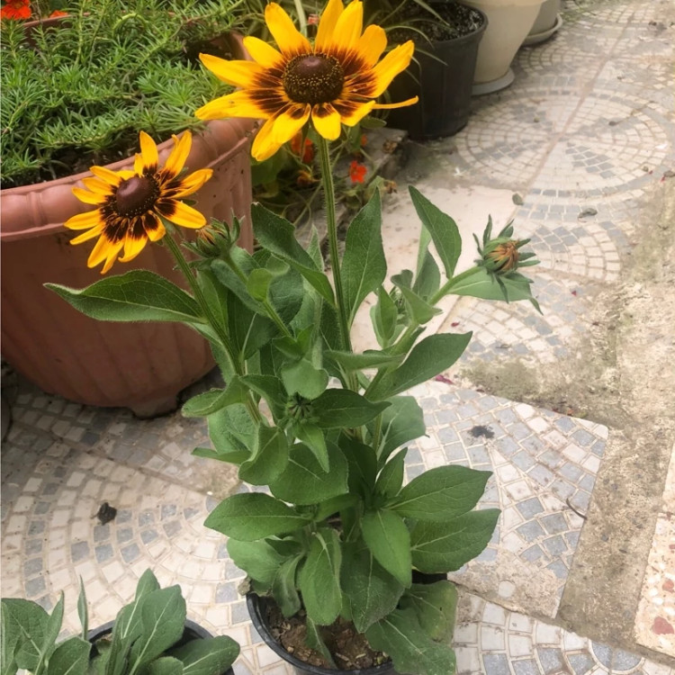 نهال کوکب کوهی