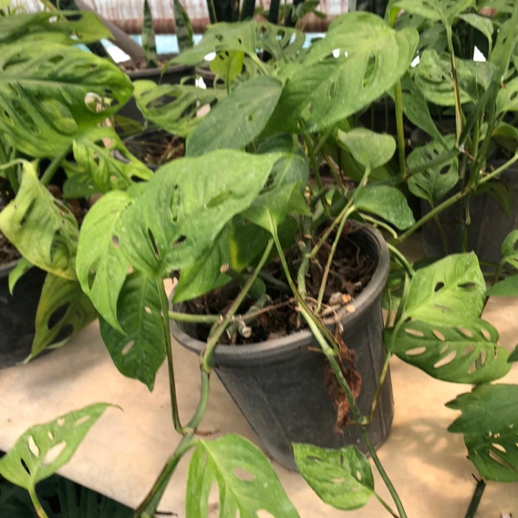 بوته پیتوس پنجره ای