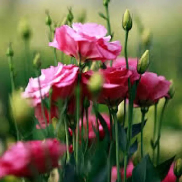 بوته لیسیانتوس صورتی کم رنگ