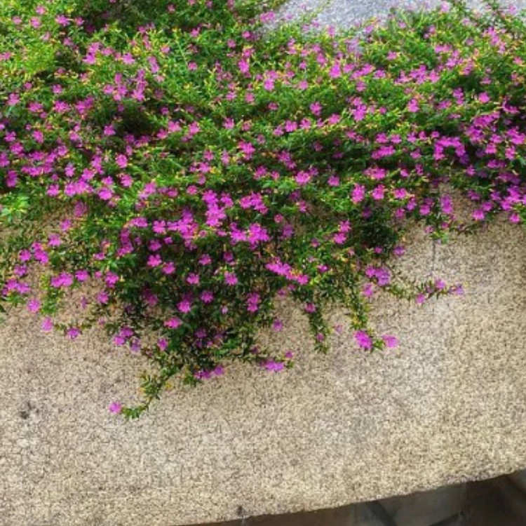 نهال شمشاد فرانسوی