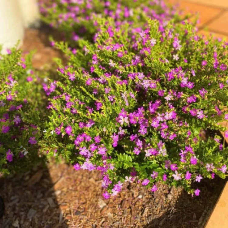نهال شمشاد فرانسوی
