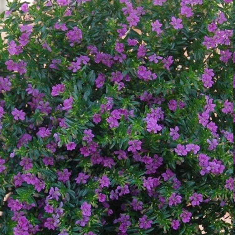 نهال شمشاد فرانسوی
