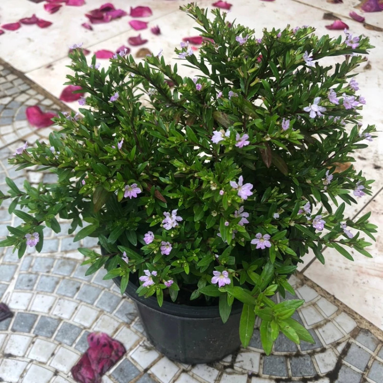 نهال شمشاد فرانسوی