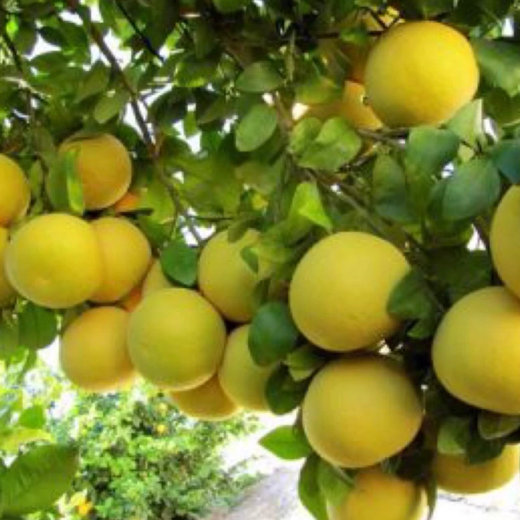 نهال گریپ فروت روبی