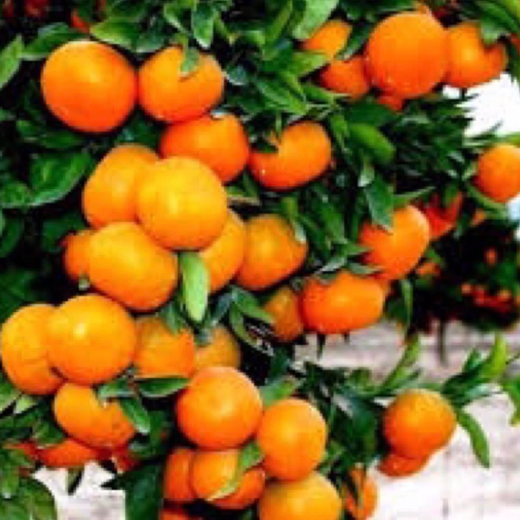 نهال نارنگی یافا