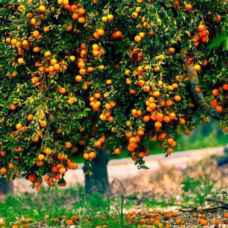 نهال نارنگی یافا