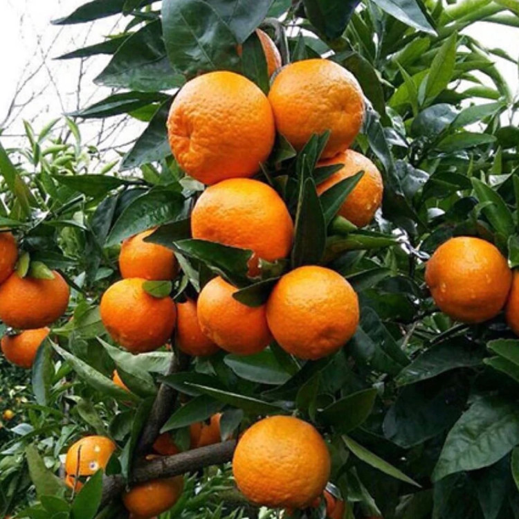 نهال نارنگی یافا