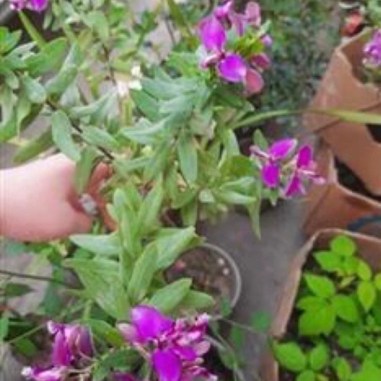 نهال گل طاووسی بنفش